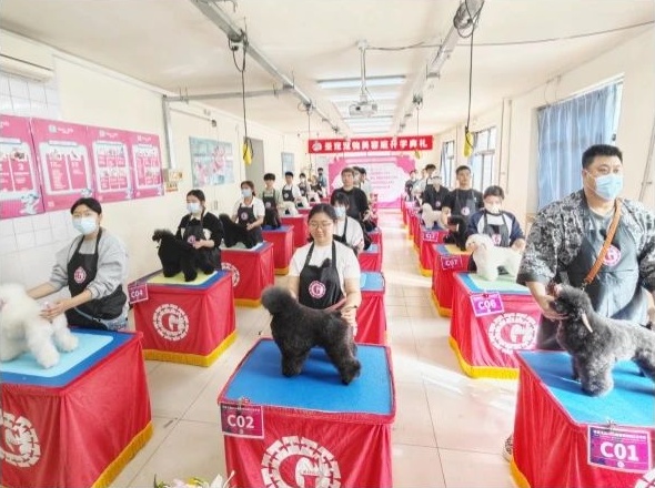 （收藏）宠物美容师证书“真香”段位榜，你修炼到哪一级？