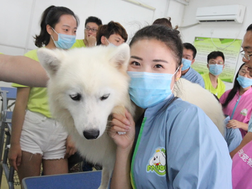 41期萨摩耶美容养护实操课