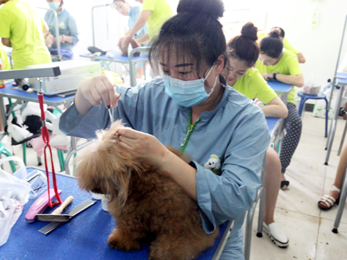 圣宠42期美容班洗澡美容实操课