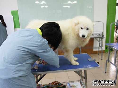 圣宠46期萨摩耶美容实操课