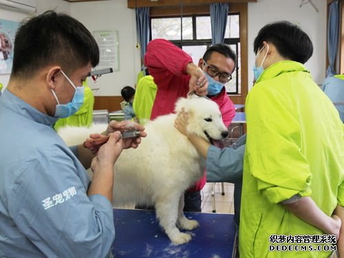 圣宠46期萨摩耶美容实操课