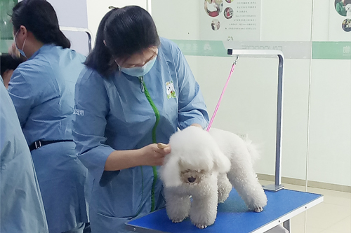 圣宠宠物常州分校第2期学员洗澡实操