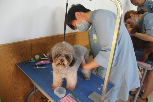 58期美容班宠物美容实操训练