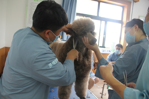 学习宠物美容的费用贵吗